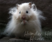 Holmden Hill Haven's "Powderpuff"- Extreme Dilute Cream Longhaired Syrian Hamster